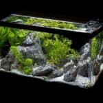 discus fish tank