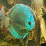 turquoise discus fish