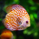 Discus Keeping Guide