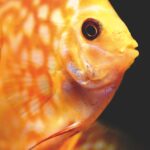 Discus fish face up close