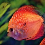 orange discus