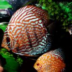 discus fish