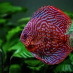 blood red discus