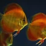 Yellow-orange discus