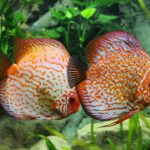 peppering discus fish